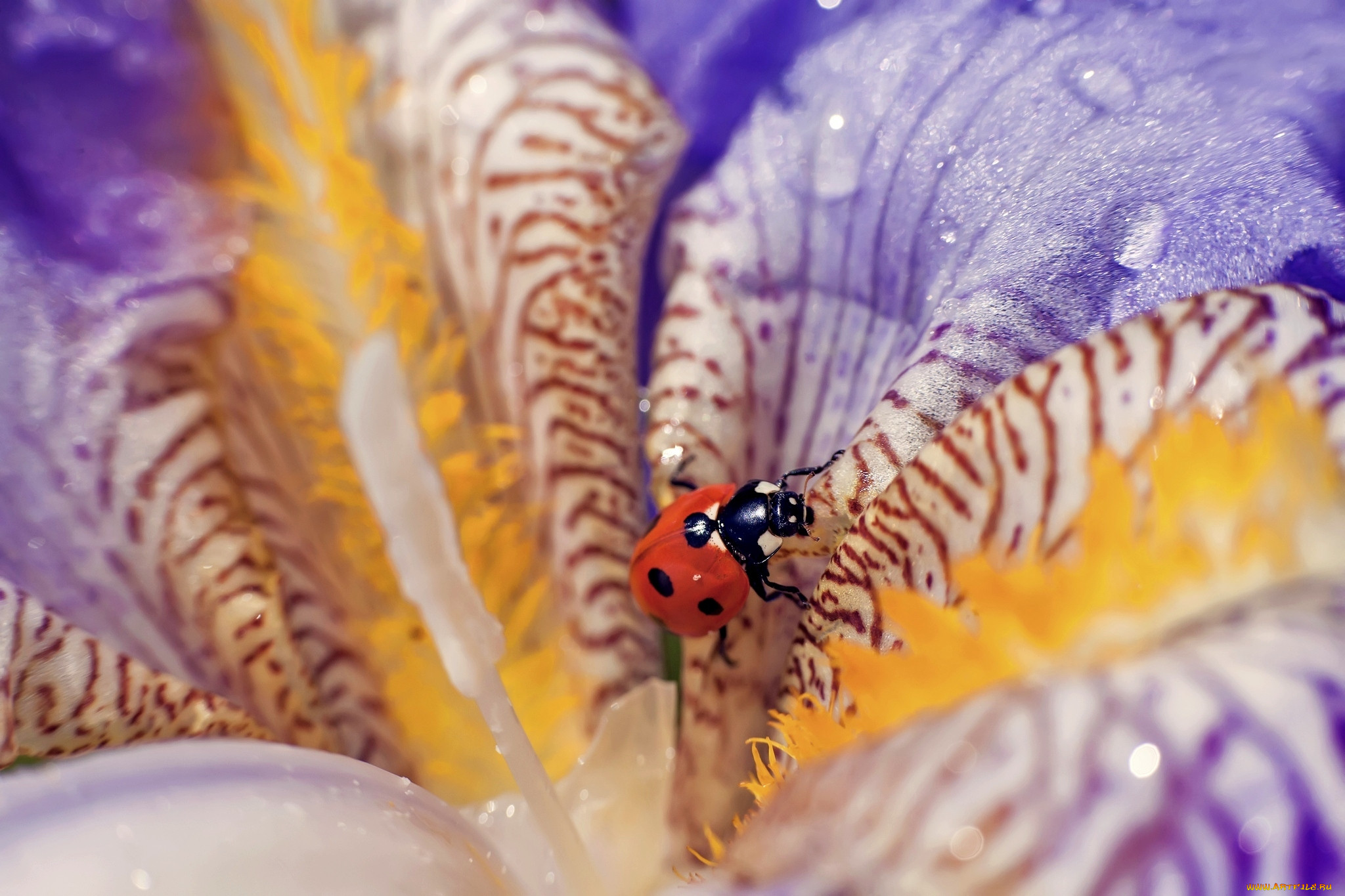 ,  , , , , , , the, flower, drops, macro, ladybug